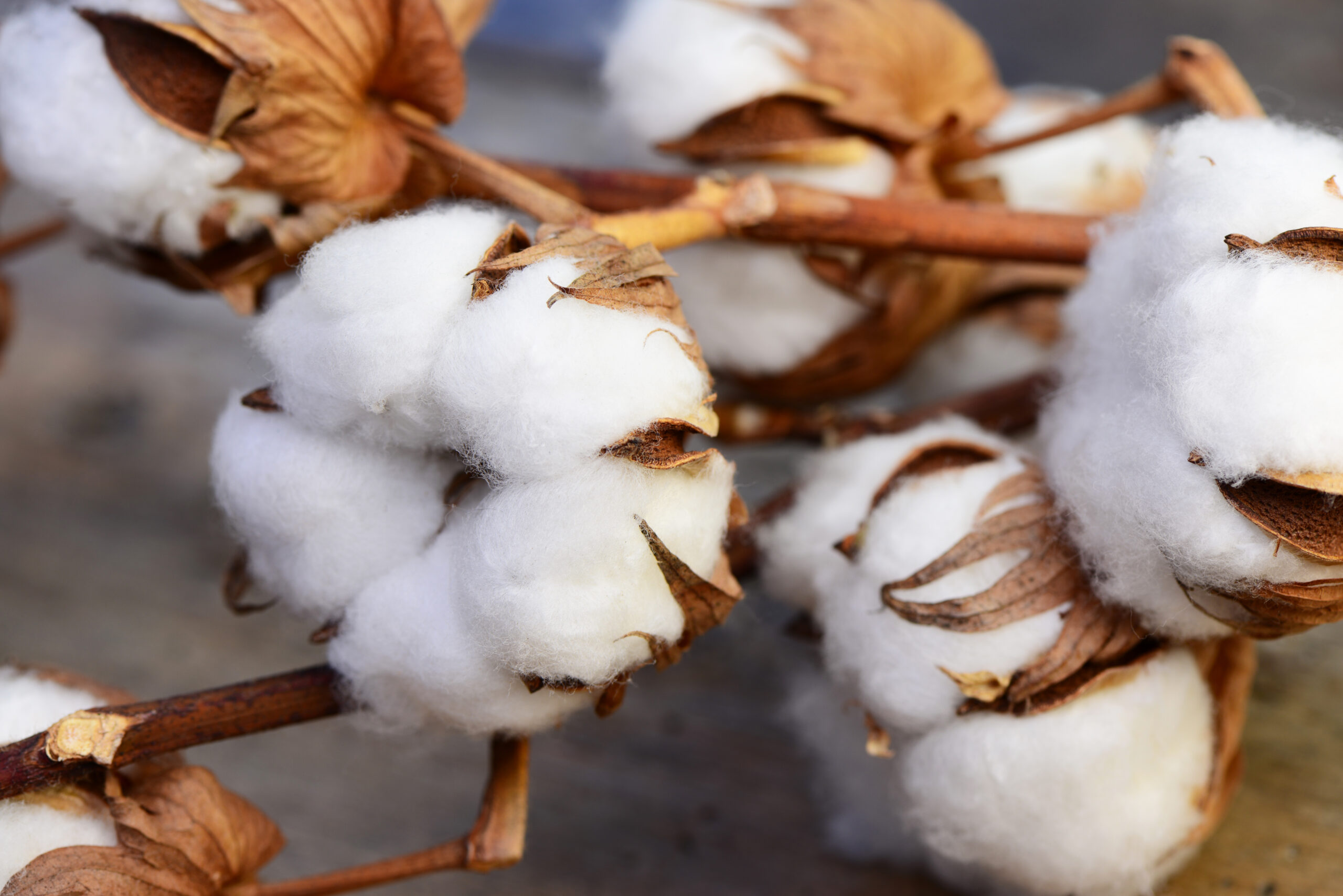 Mèche de coton Fleur de coton