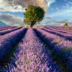 Champs de Lavande