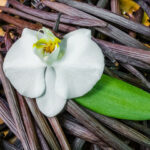 Fragrance Vanille - Fleur de vanille