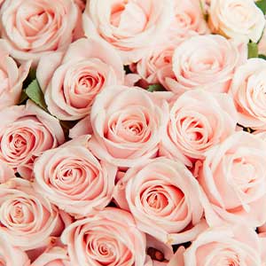 Fragrance-Rose-Vanillée